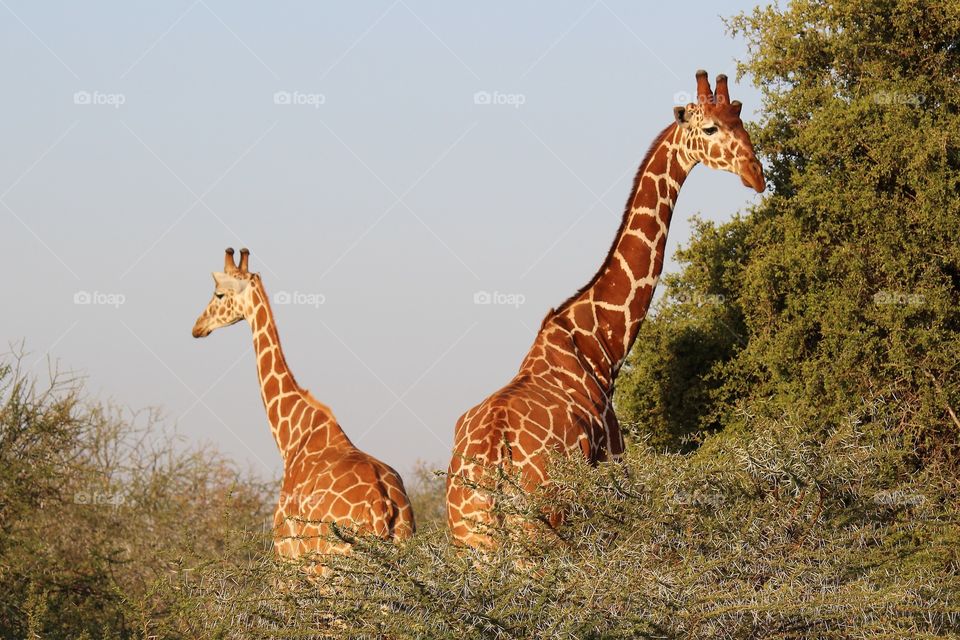 Two wild giraffes in Lakipia County