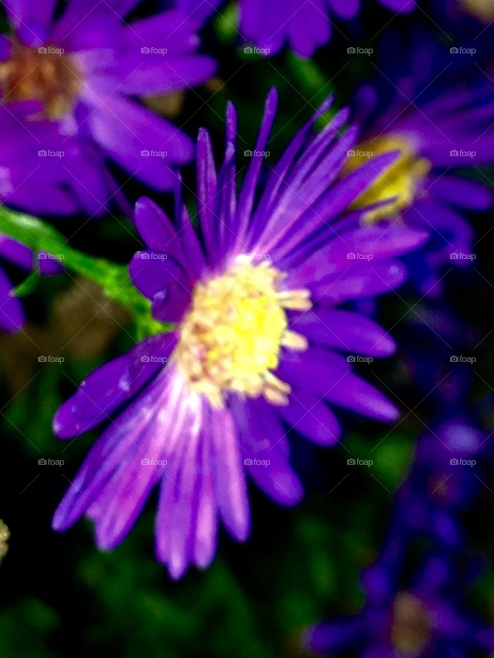 FALL PERENNIAL PURPLE