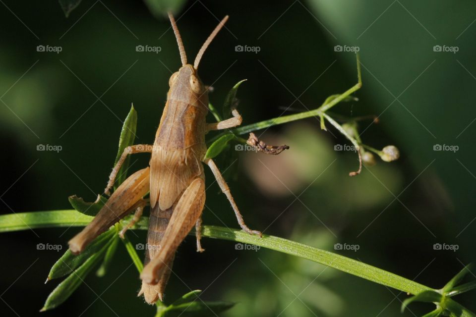 Grasshopper on plant branch
