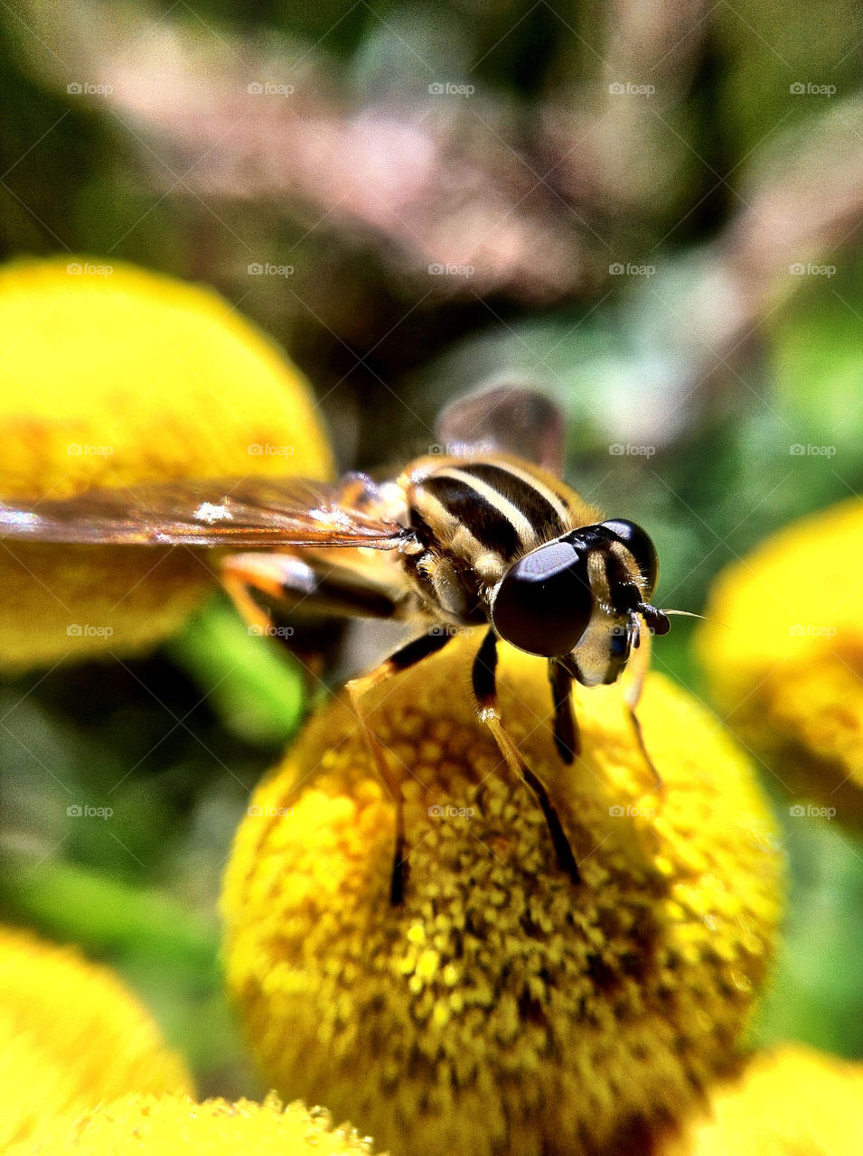 macro insect gul animals by ka71