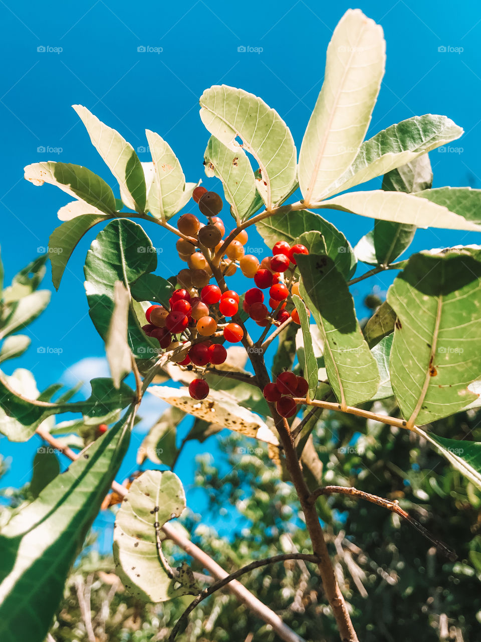 Aroeira-Vermelha, Aroeira-Pimentaira or Poivre-Rose are popular names of the species Schinus terebinthifolia, a tree native to South America in the family of Anacardiaceae.