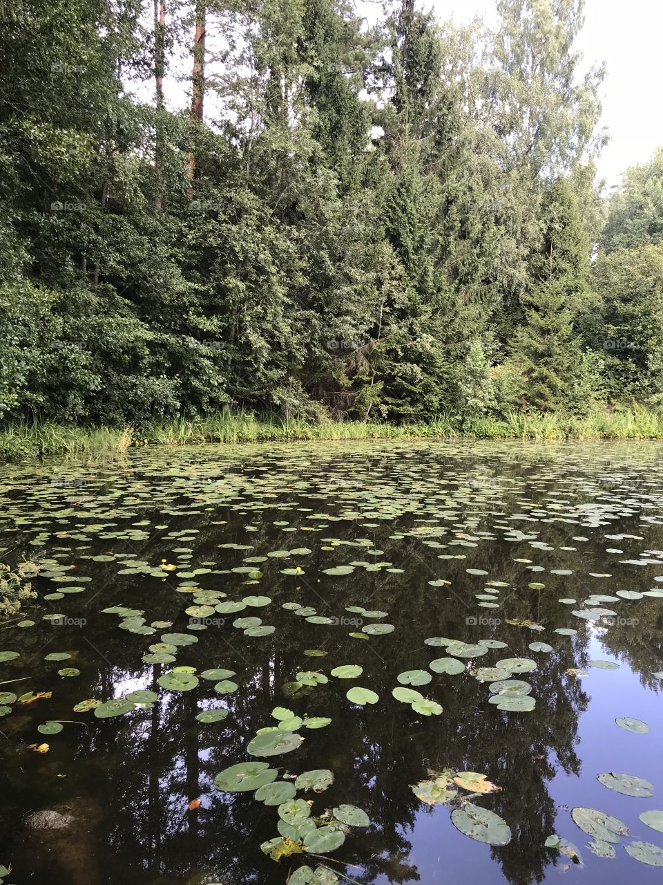 Lake in forest summer nature view 