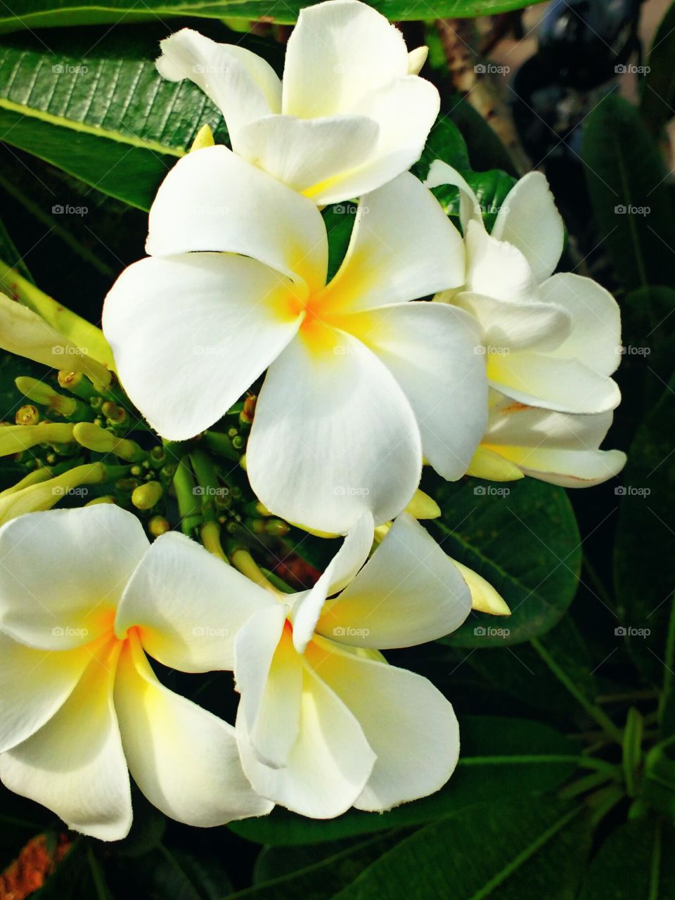 plumeria