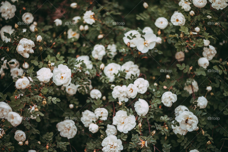 A bush of white roses 