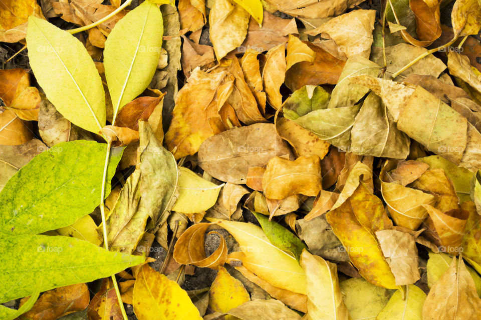 Many withered yellow autumn leaves on the ground