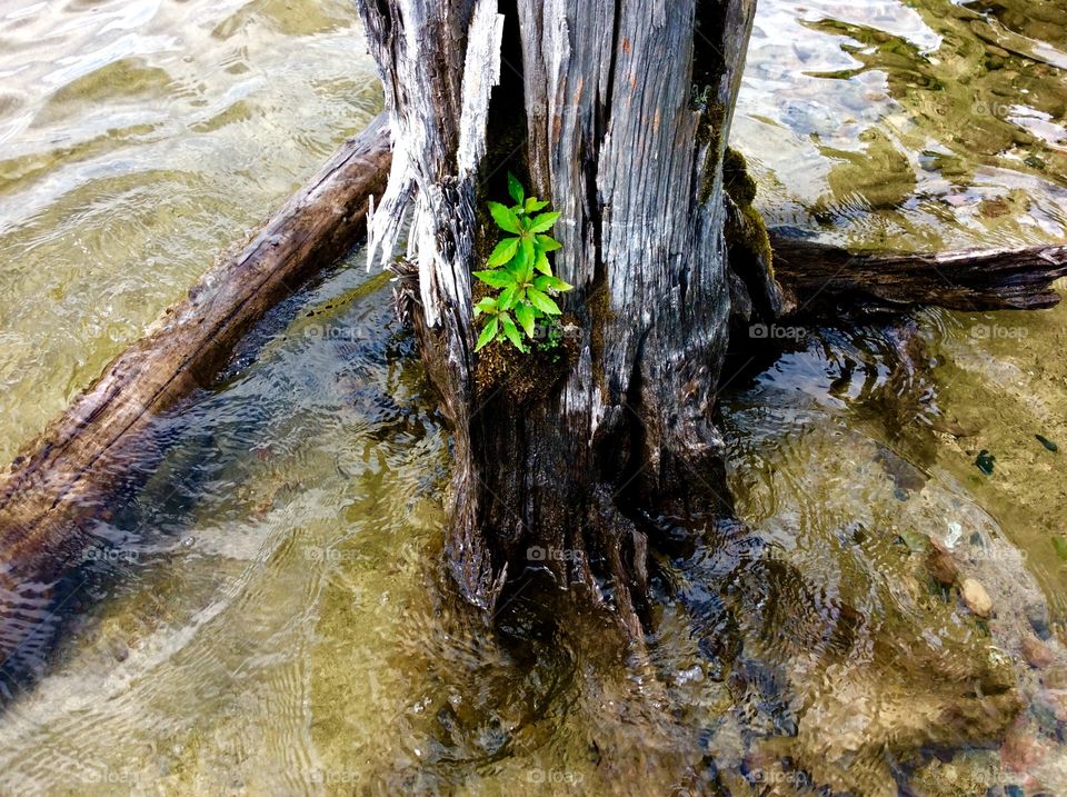 Tree Stump