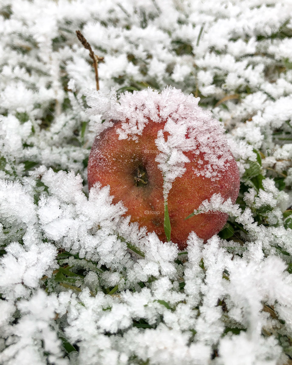 Frozen Apple