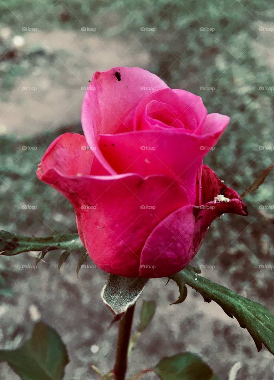 Um botão vermelho - 🌼#Flores do nosso #jardim, para alegrar e embelezar nosso dia!
#Jardinagem é nosso #hobby. 
🌹
#flor #flowers #flower #pétalas #garden #natureza #nature #flora