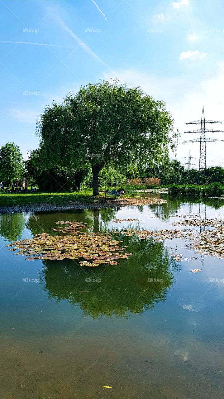 Baum am Teich mit Spiegelung