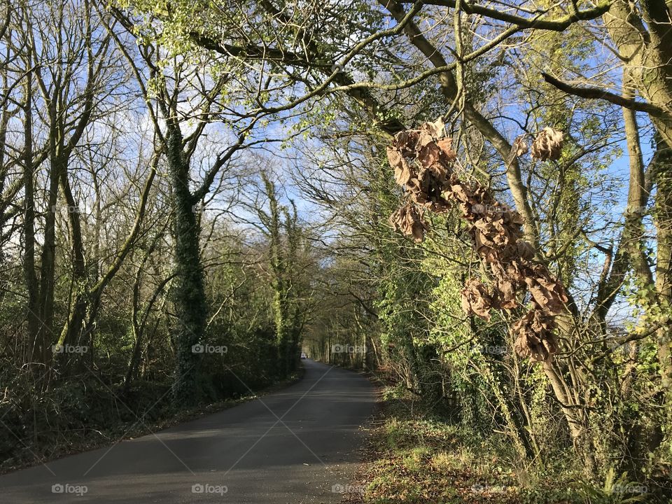 Winter tree lined road in Uffculme, Devon,UK