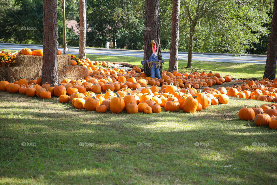 Pumpkin Patch