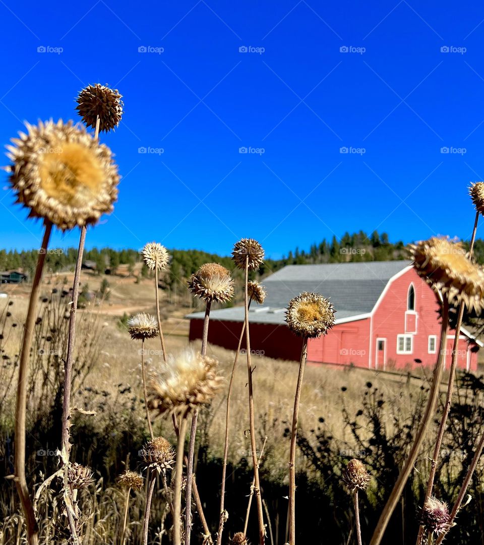 Autumn colors. Yellow dried thistles with an old red barn on a hillside in Colorado 