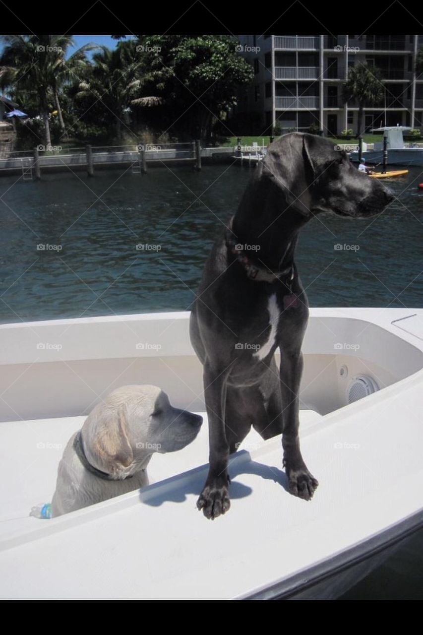 Boatin dogs