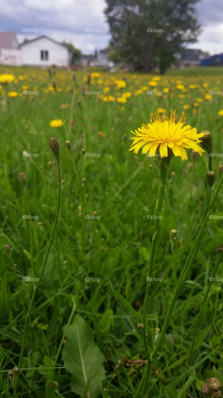 Nature, Grass, Summer, Flora, Hayfield