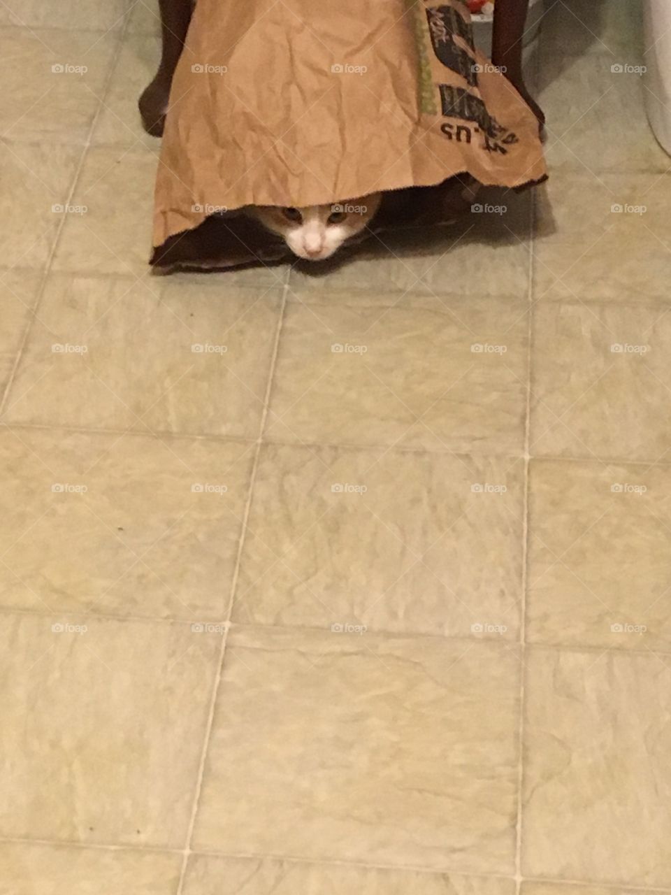 Here kitty kitty. Where’s that darned cat! He must be hiding in the bag but I can’t see him.