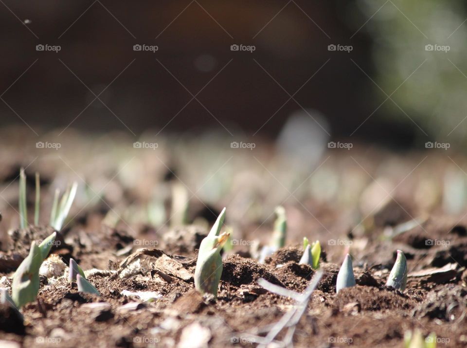 Bulbs Sprouting