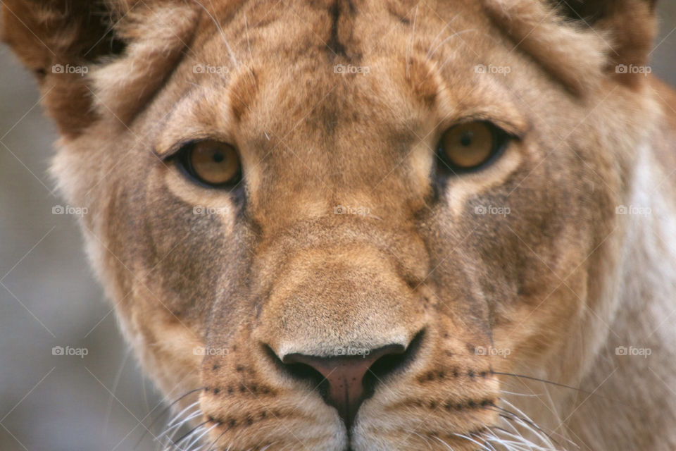 Close-up of lioness