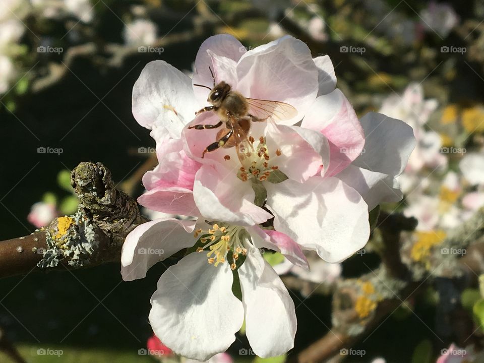 A bee in the appletree!