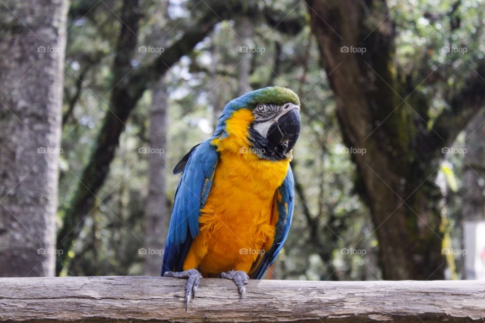 beautiful colorful macaw in a wood and trees scenario
