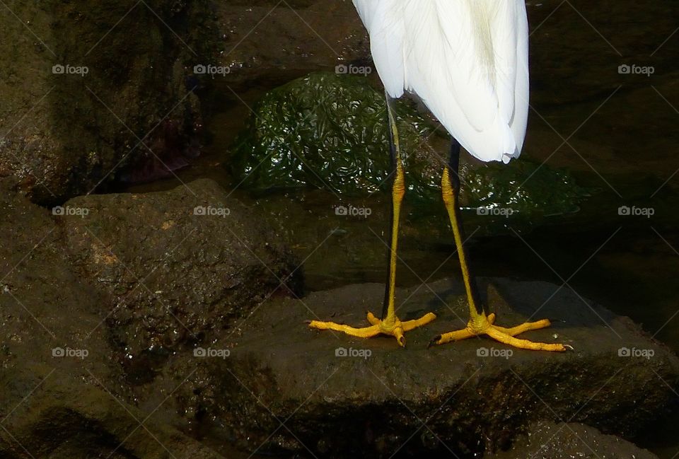 Yellow feet of snowy egret