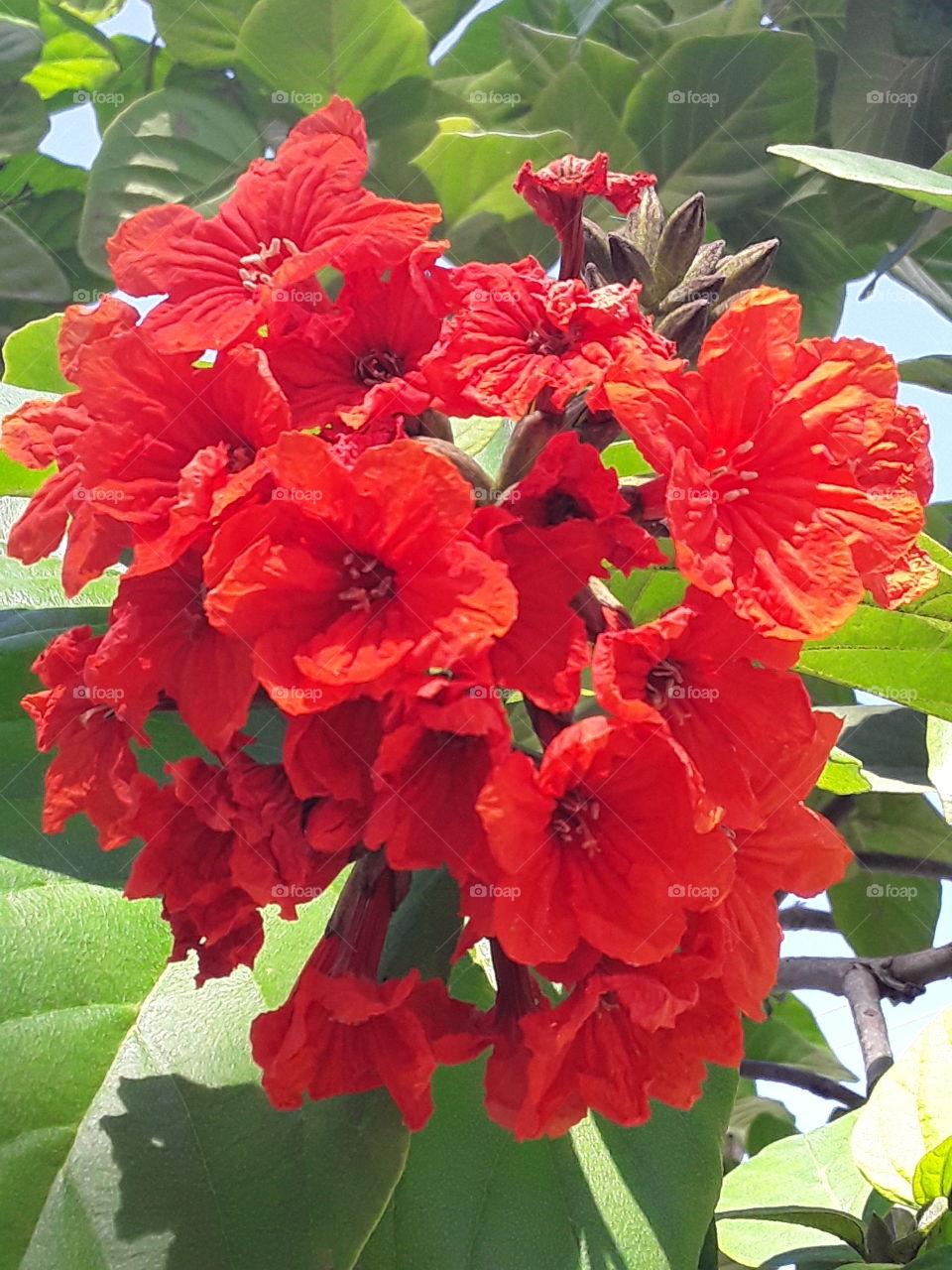 the inflorescence of a shrub growing in the Dominican Republic attracts with its bright color