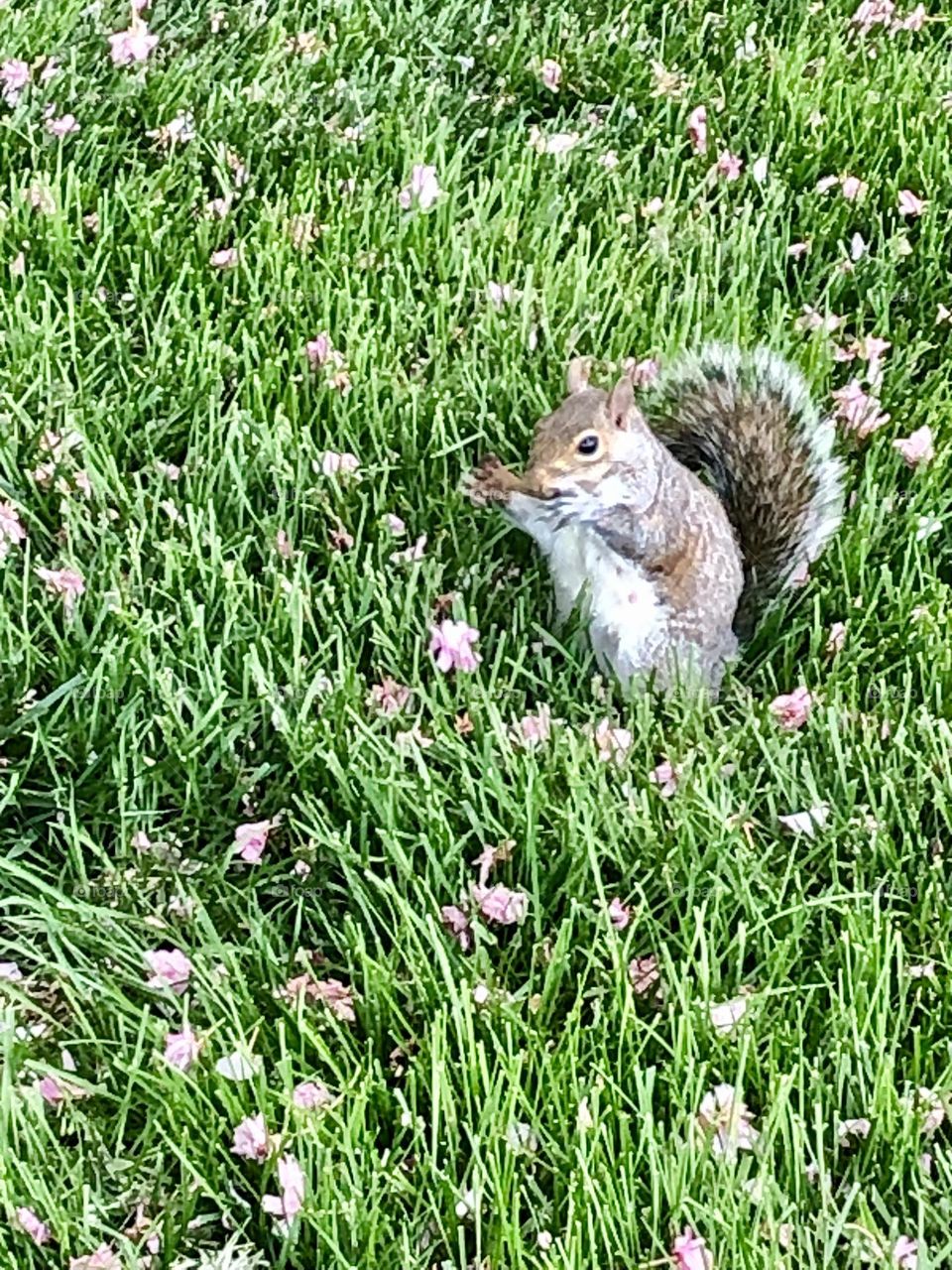 Spring at the park with Cute Squirrel 