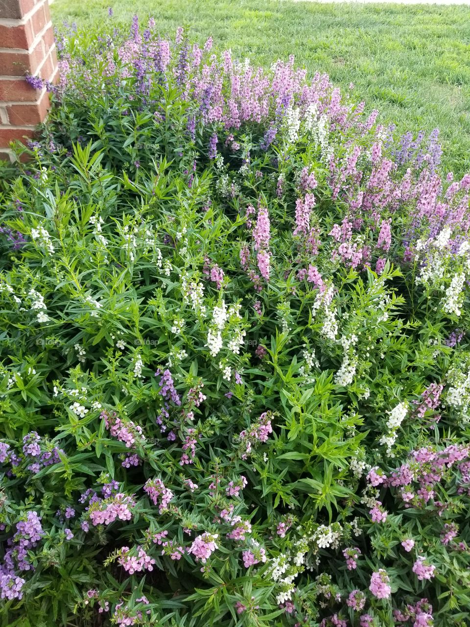 lavender flowers. #purplebushes #flowerpower #greenleaves #plants