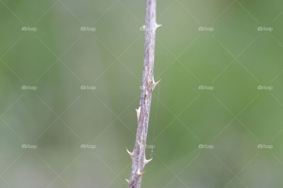 wow, what a sharp twig!