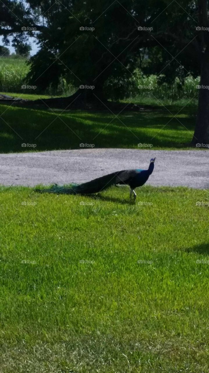 A Domestic Peacock