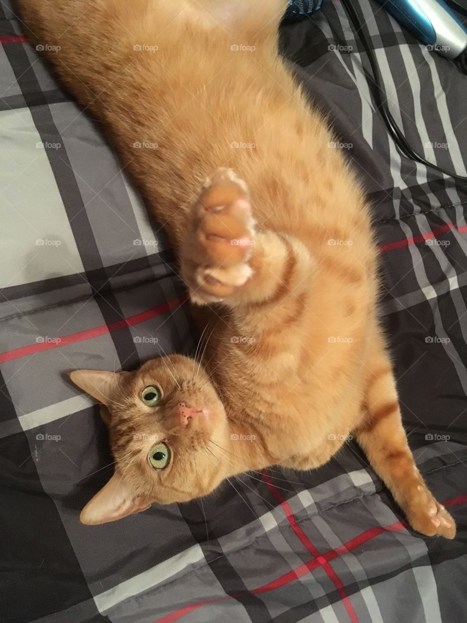 Ginger kitty saying hello 👋
