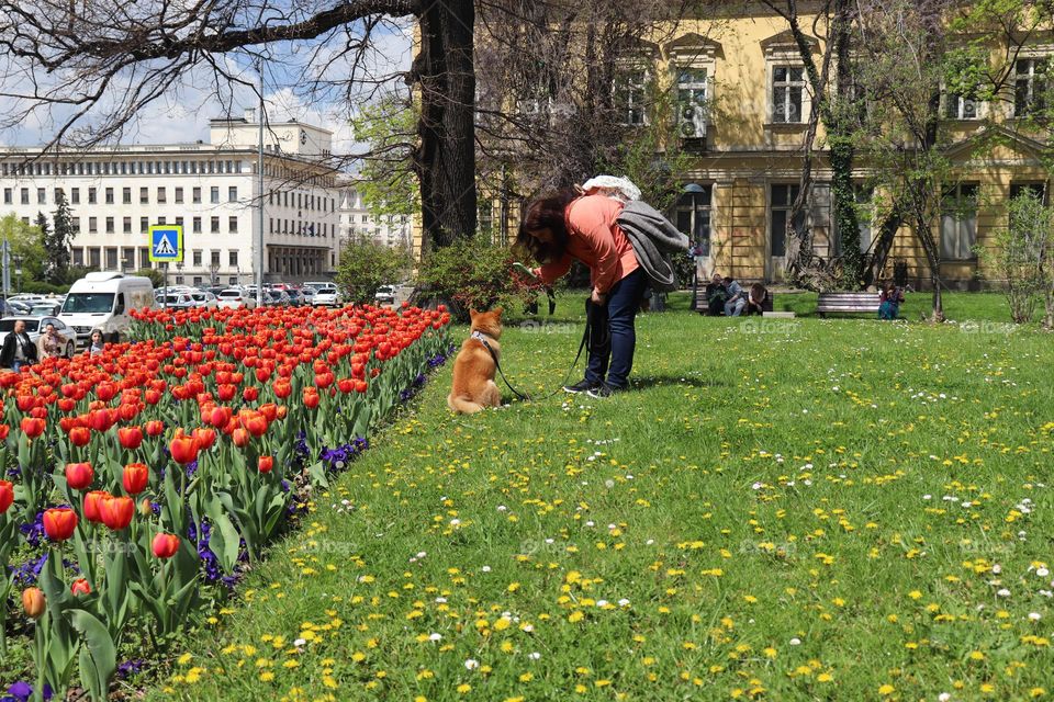 Taking a photo of the dog