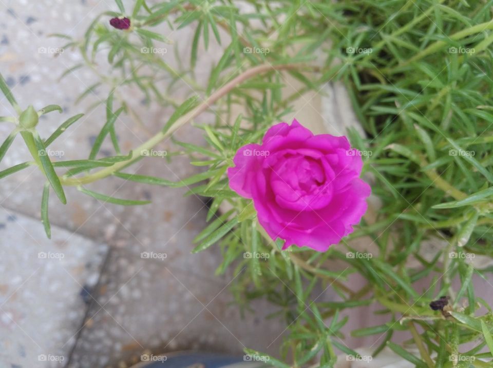 pink flower seasonal fresh shurb small size looks very beautiful generally found everywhere