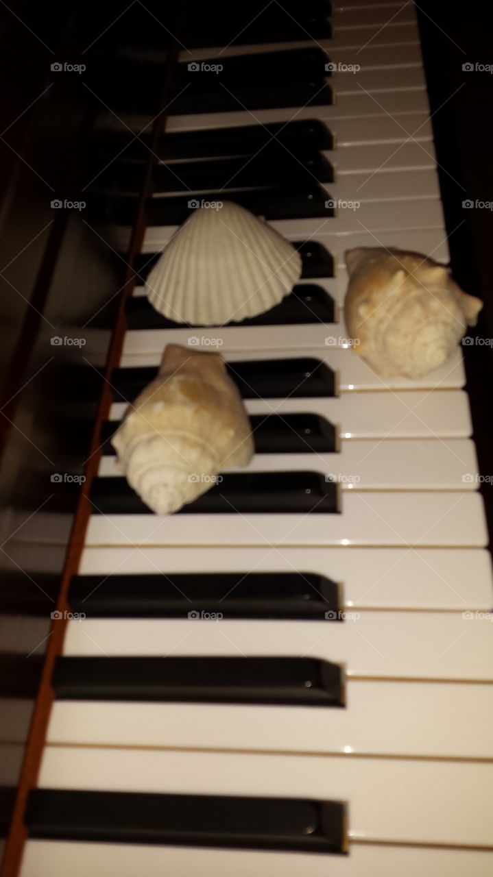 sea shell piano keyboard