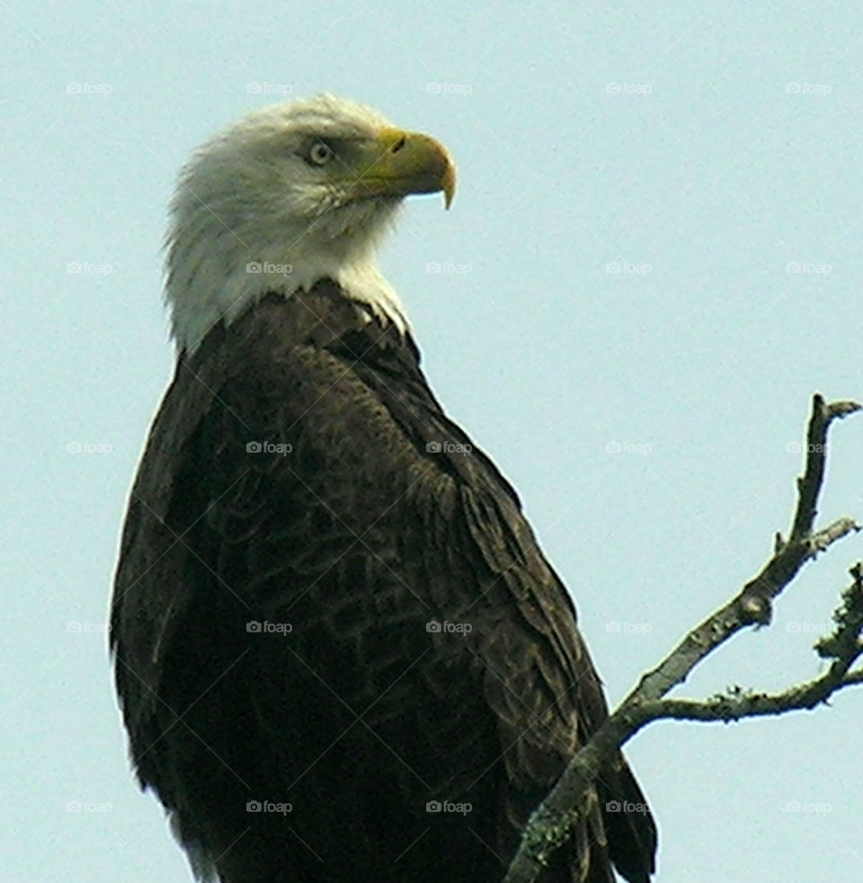 Eagle 