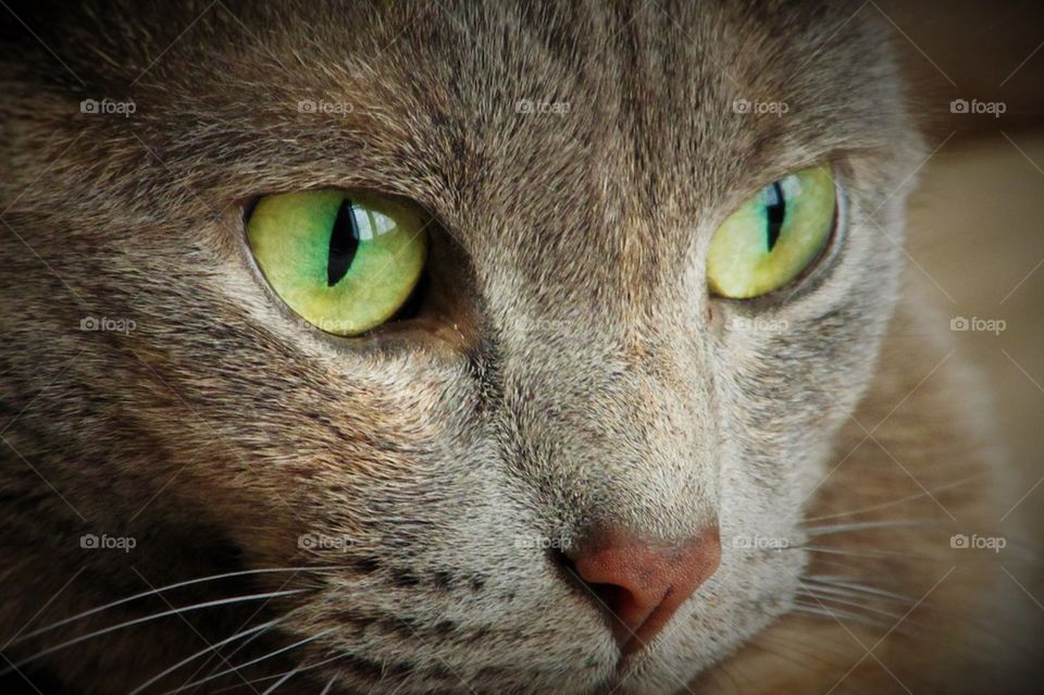 Close up cat