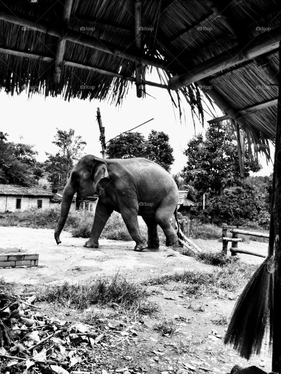 Elephant Northern Thailand 