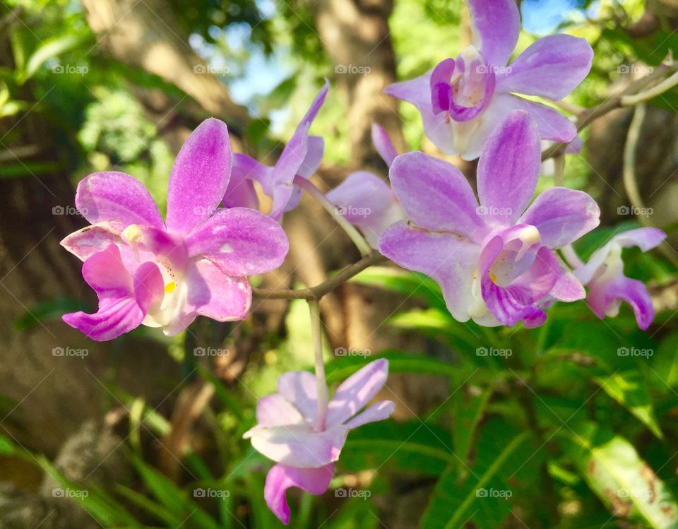 Orchids 