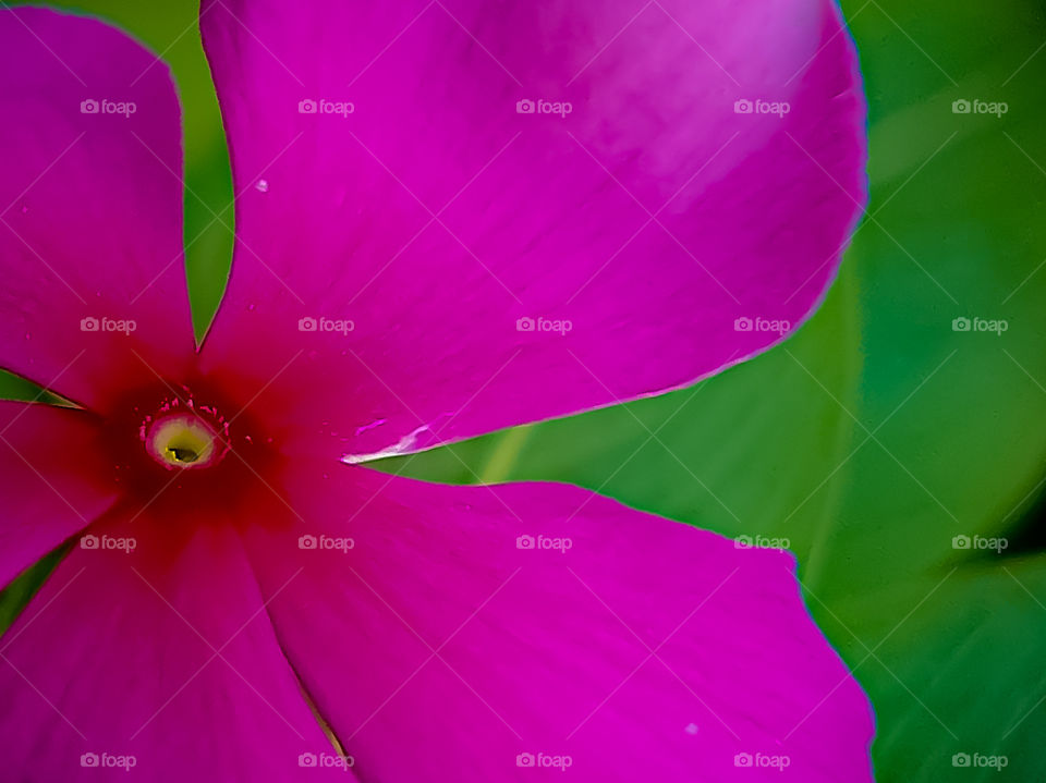 ”Tapak dara” Flowers