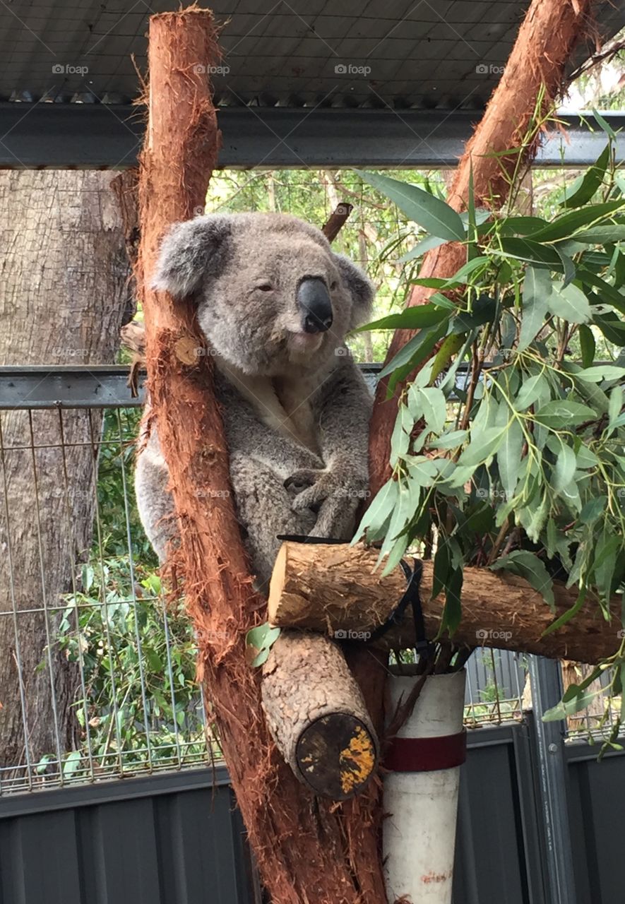After a 20 hour snooze it’s time for a snack for this rescued koala. Did you know that koalas are a marsupial, not a bear? 🐨
