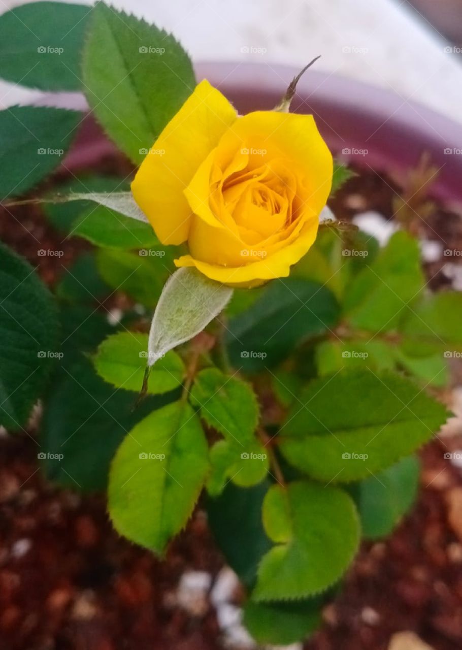 beautiful yellow colour rose buds