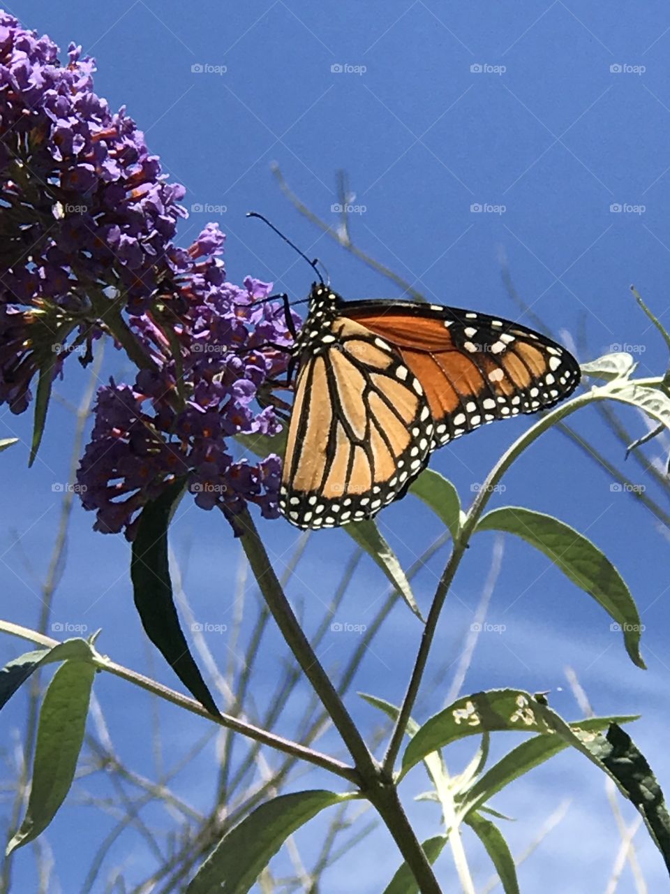 Orange monarch butterfly on flower