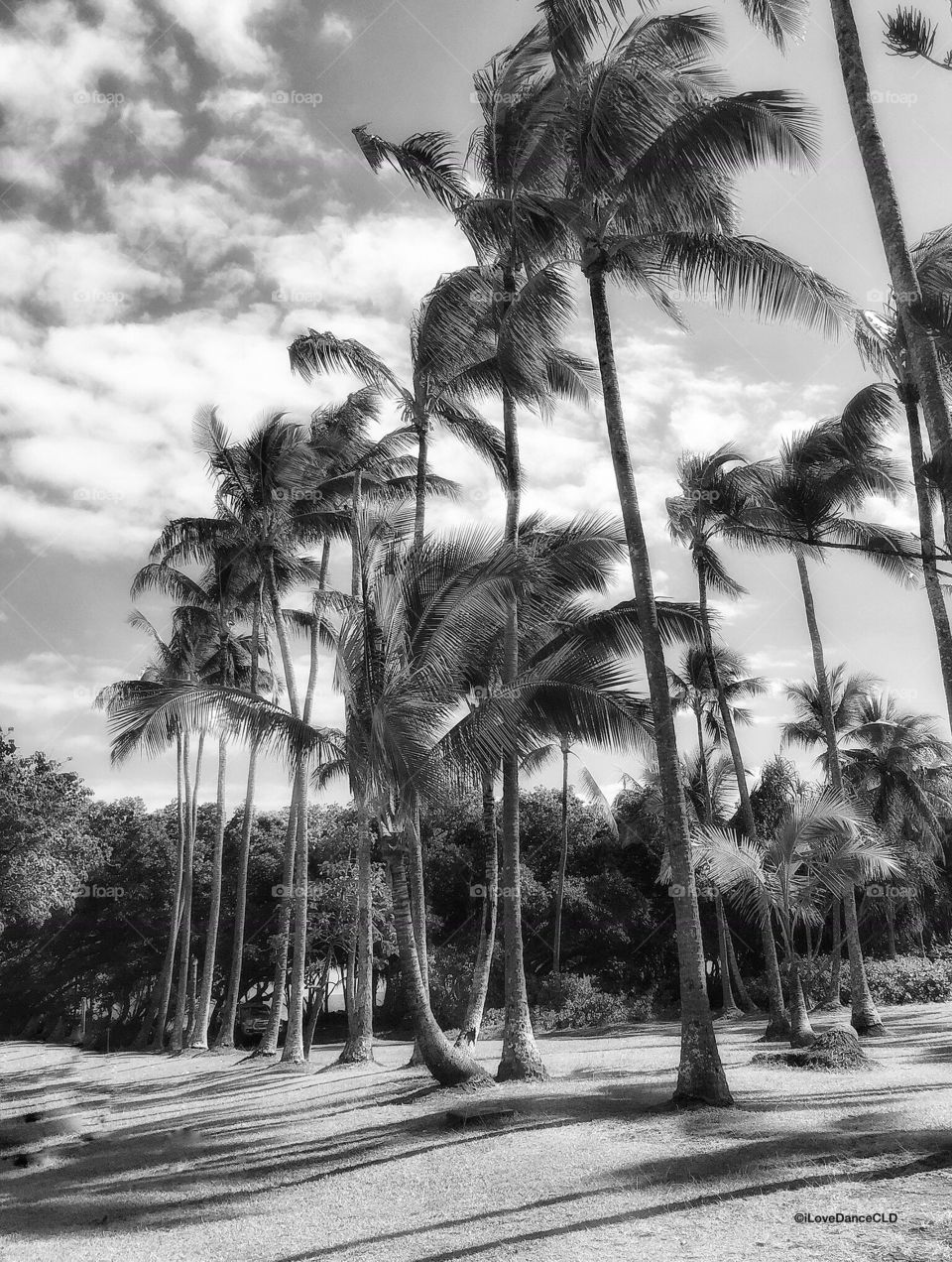 Hawaii Series: Coco Palms on the Red Road, Big Island of Hawaii 