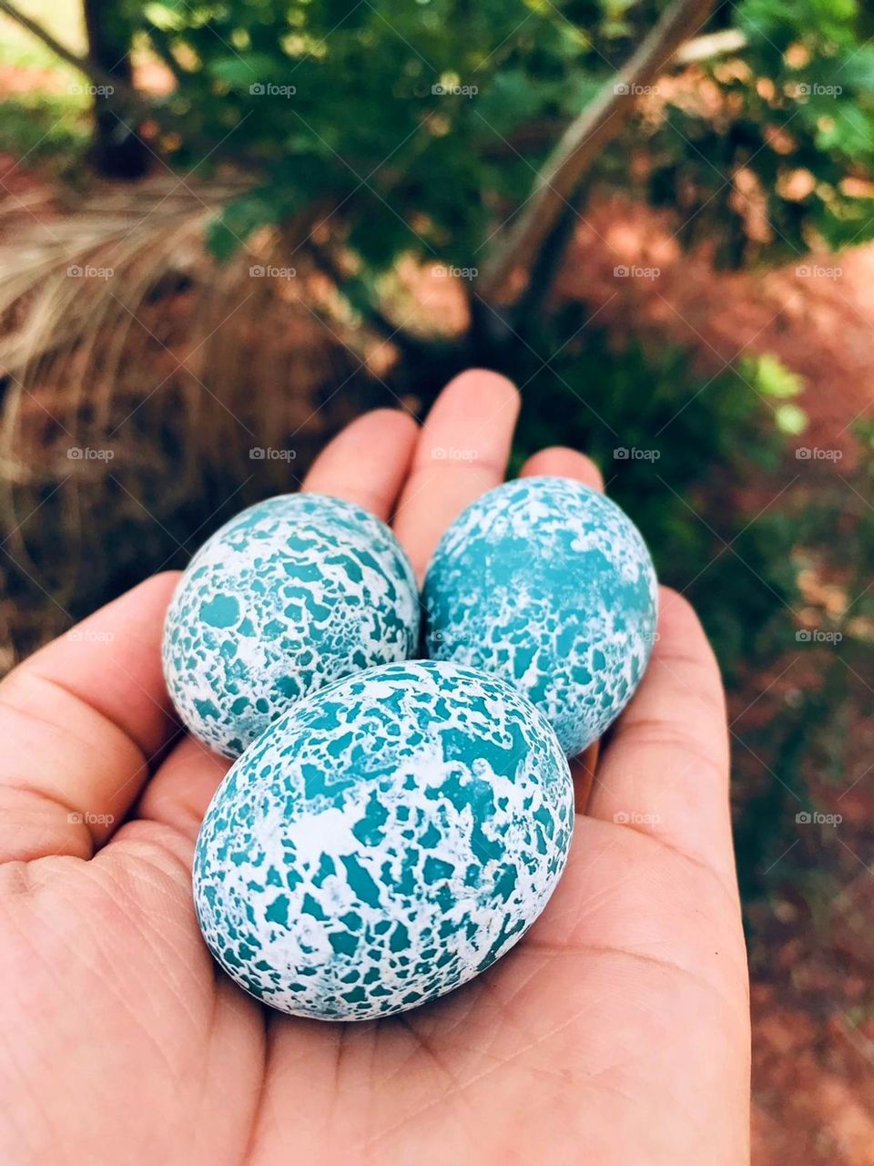 They are eggs of Anu, a bird of the Cuculiformes family, known by the common names of cuckoo, roadrunner, anu or saci. Anu eggs are relatively large, sea-green in color and have a white chalky net in high relief...