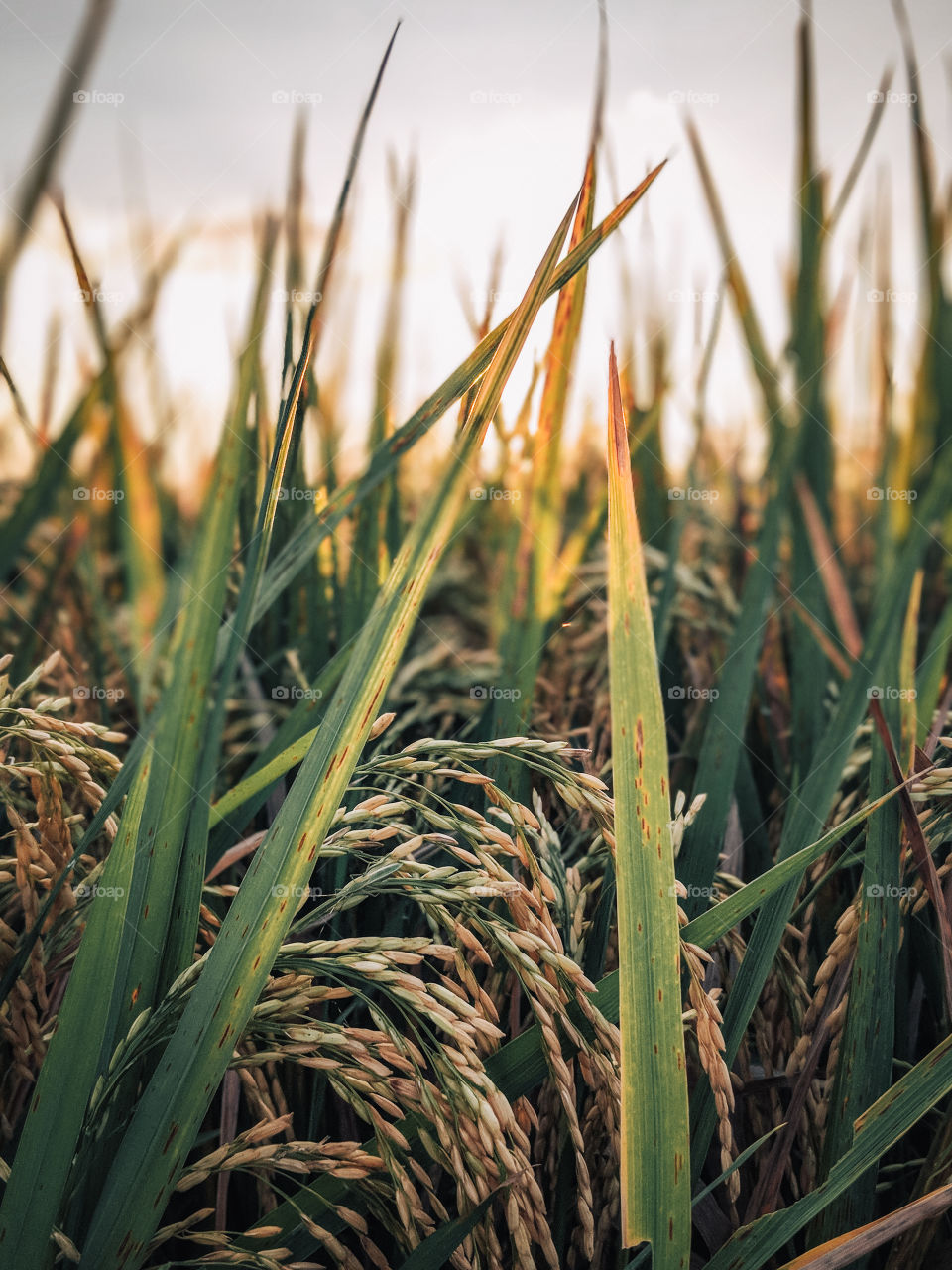 Sunset in a rice field