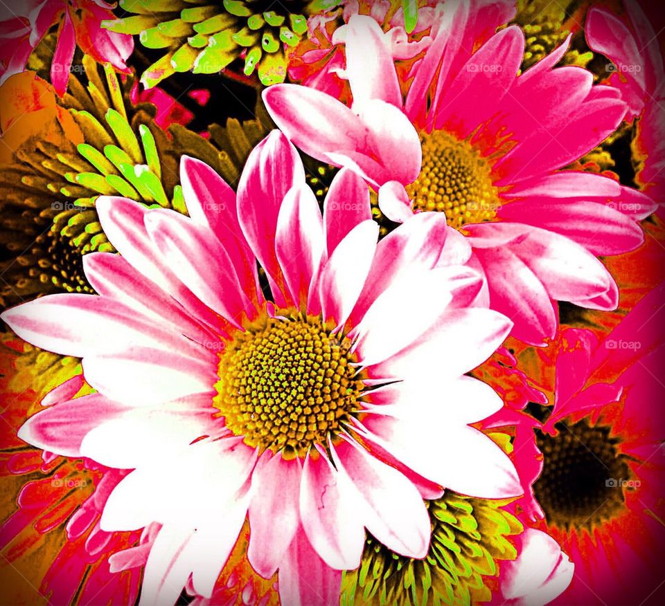 Pink and white daisies