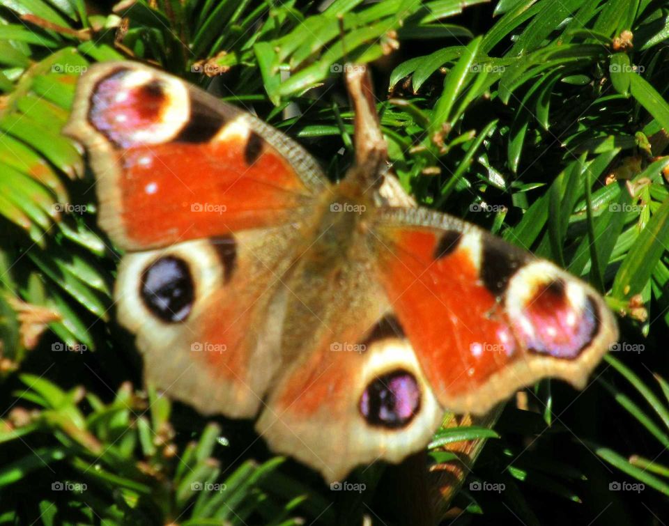 Peacock butterfly