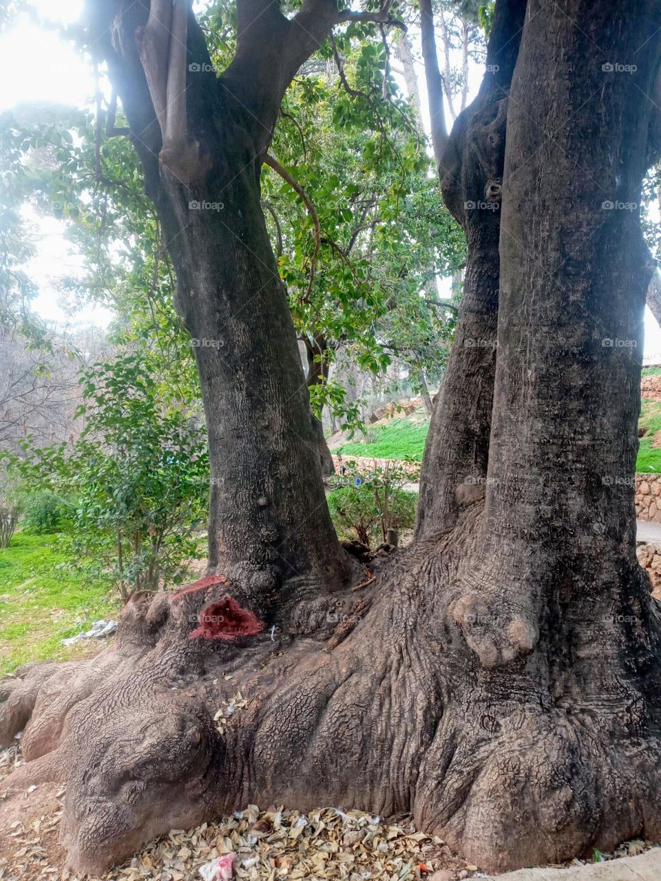 Old tree in parc