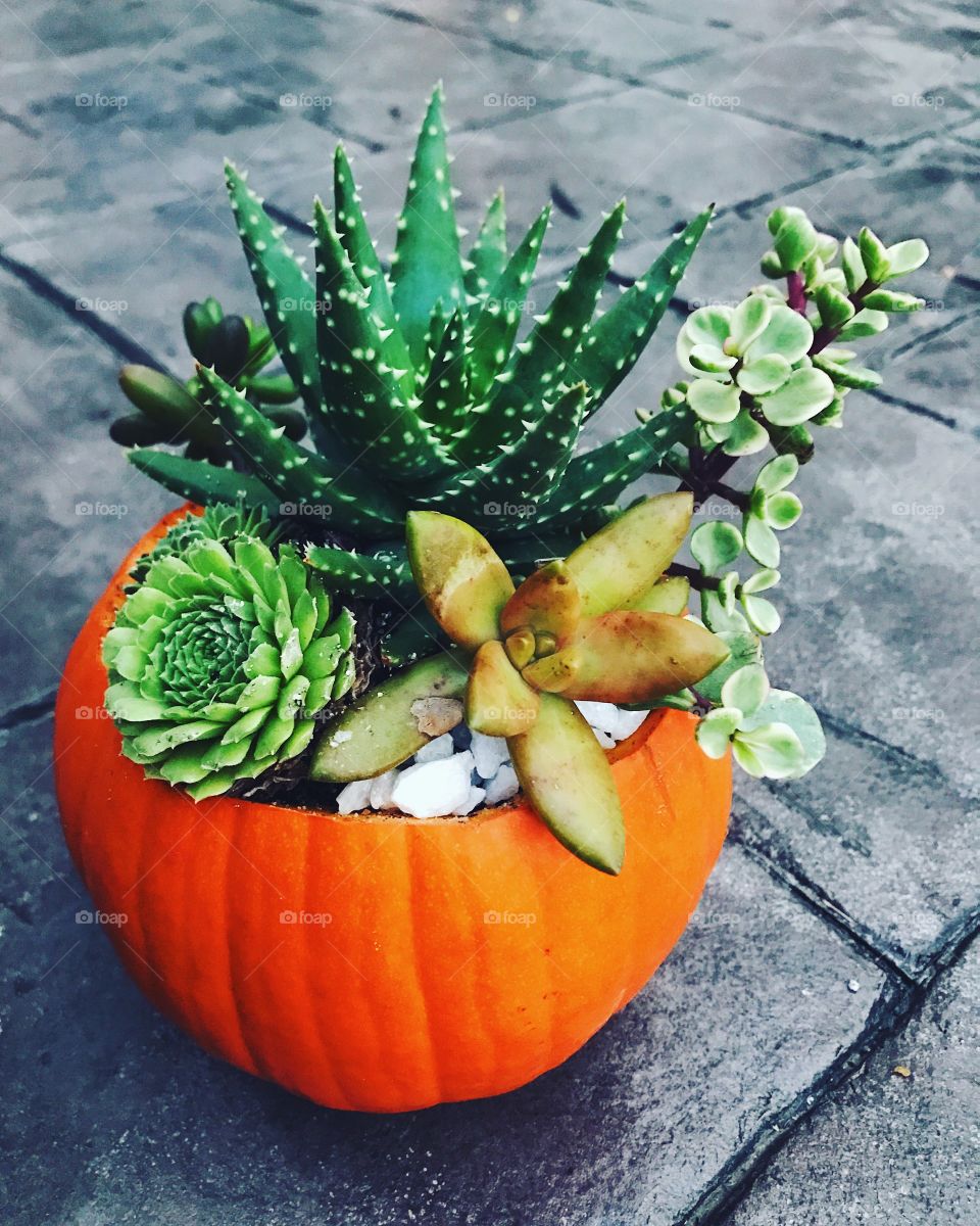 Succulent pumpkin