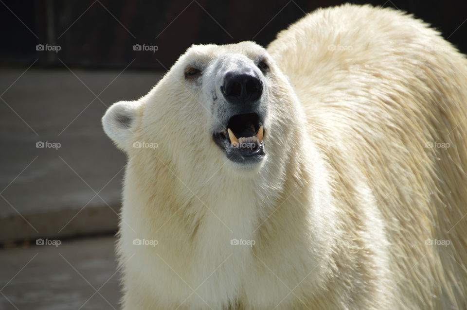 Polar Bear At The Zoo