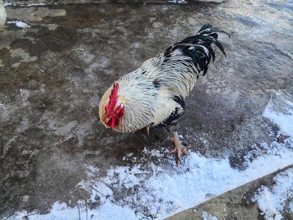 The rooster is ready for confrontation